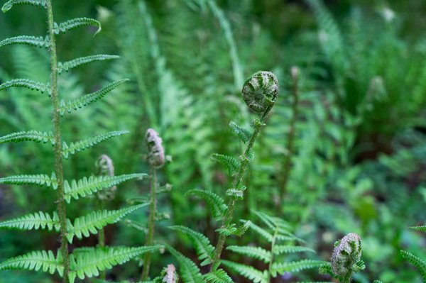 Comment organiser des vacances dans une ferme en Auvergne pour découvrir la fabrication du fromage?