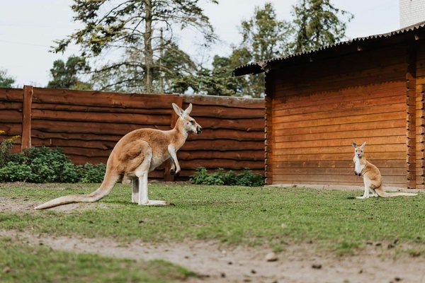 Comment organiser une visite des parcs nationaux en Australie pour voir les kangourous?