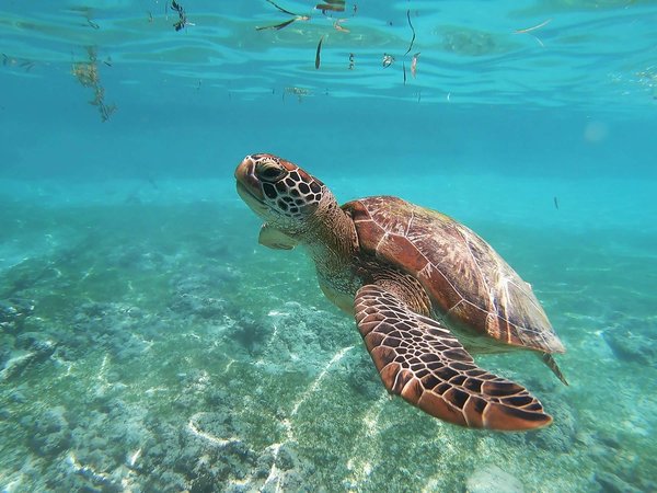 Quels sont les meilleurs spots pour observer les tortues de mer aux Galápagos?